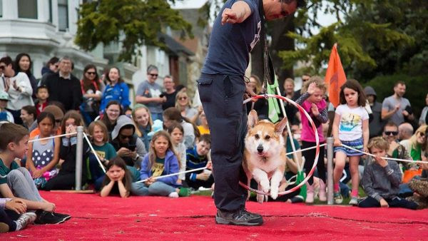 DogTrekker Dog jumps through a hoop held by a person on a red carpet at an outdoor event, with families and kids watching.