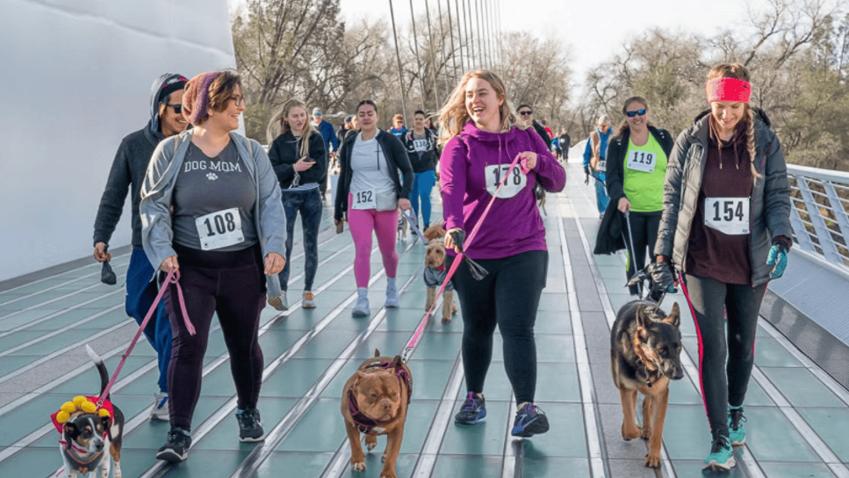 DogTrekker People with numbered race bibs walk leashed dogs, some in costumes, on a modern bridge during a DogTrekker spring charity walk.