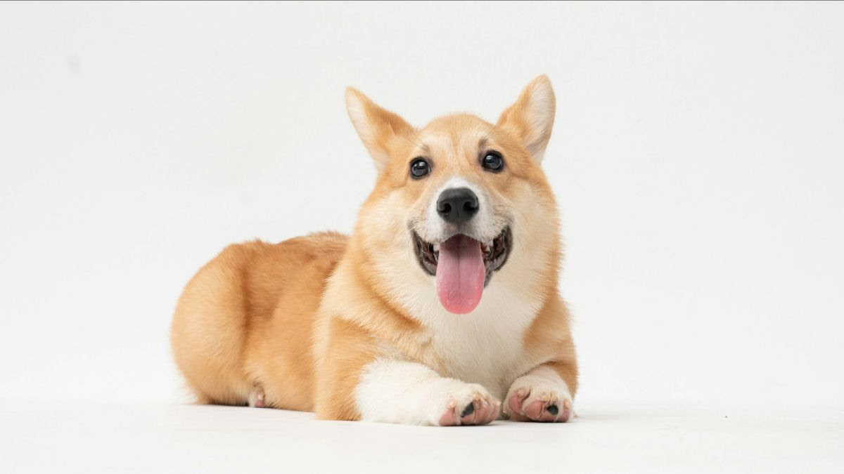 DogTrekker Tan and white corgi lying on white surface, facing forward with tongue out and ears up, on plain background.