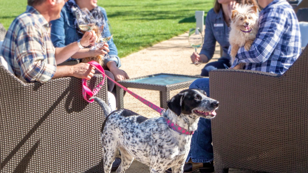 DogTrekker Four people outdoors on wicker chairs, holding wine glasses; one holds a small dog, another has a black and white dog on leash.