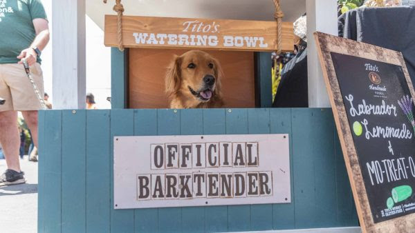 DogTrekker Golden retriever behind