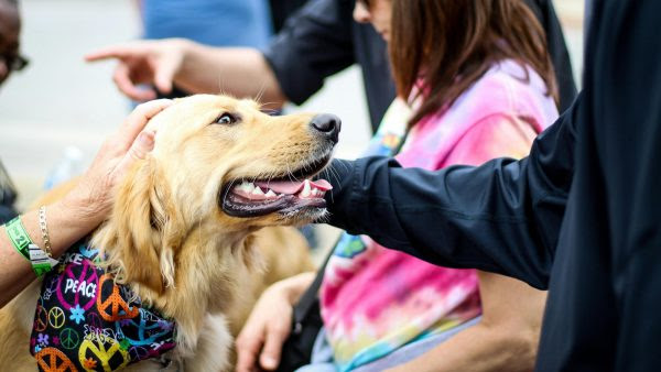 DogTrekker A golden retriever in a peace sign bandana is petted by people at a DogTrekker event; one wears a tie dye shirt and sunglasses.